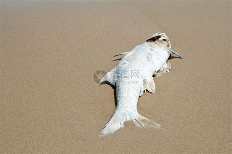 魚死了怎麼處理|3种方法来判断鱼死没死